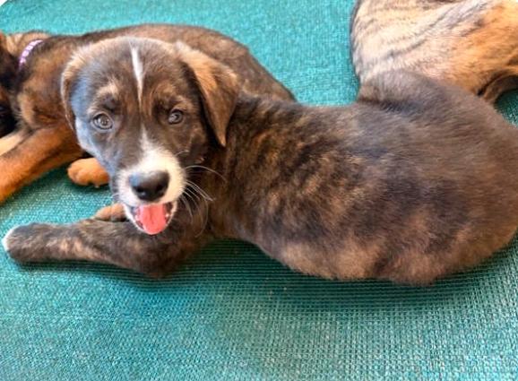 Enlarge Madden, a Adopted mixed breed in San Diego, CA image 3/3