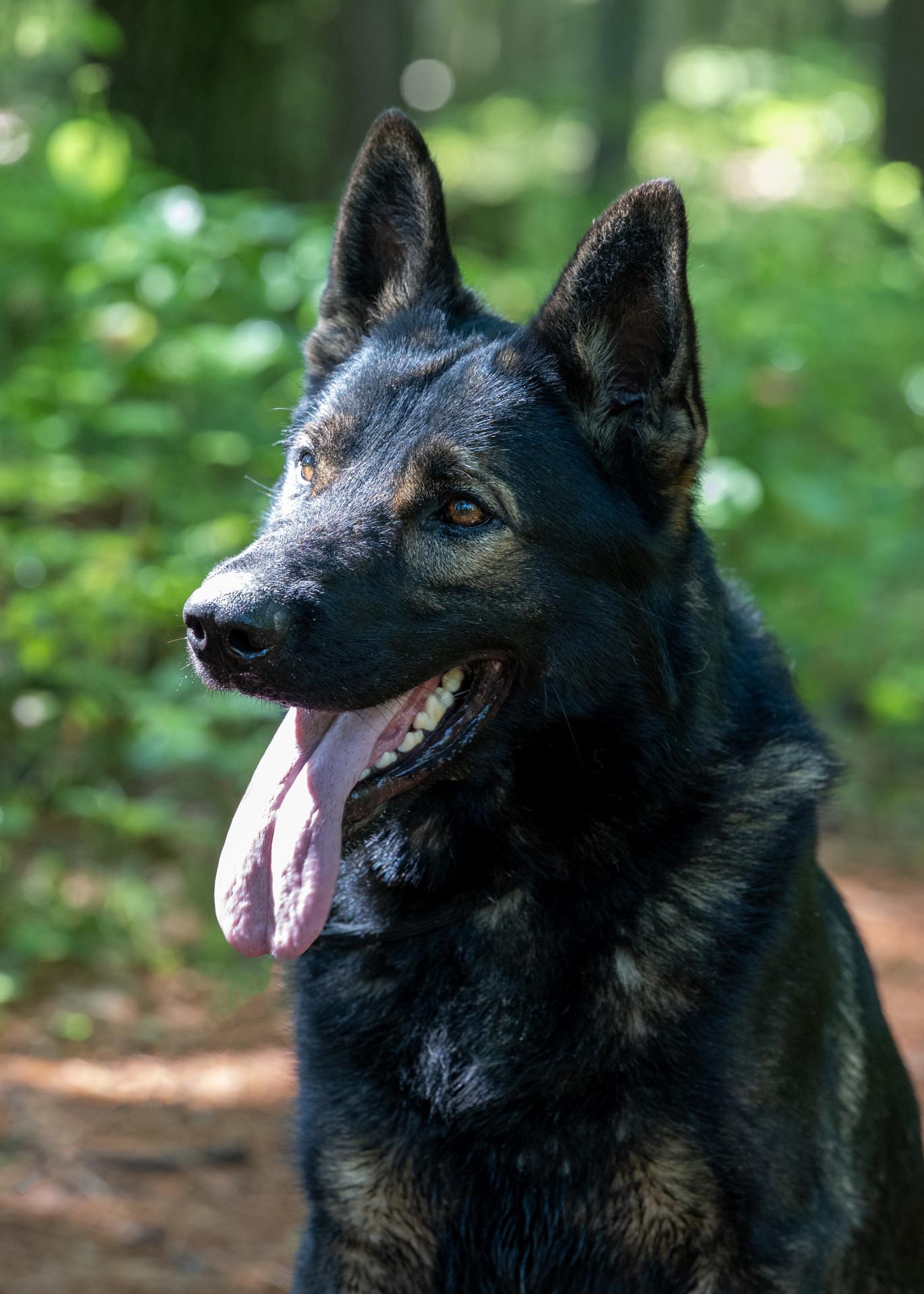Buddy, a Adoptable German Shepherd Dog image 2/6