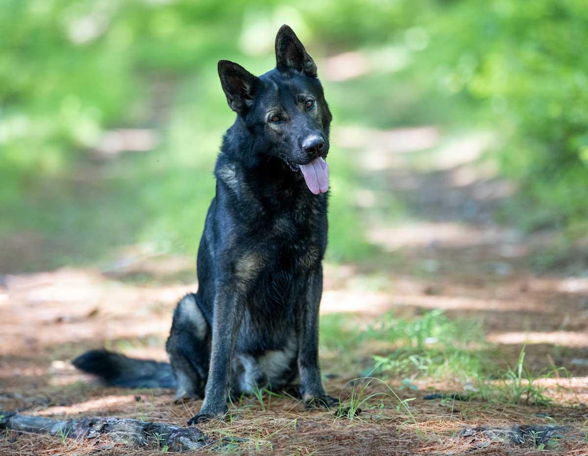 Buddy, a Adoptable German Shepherd Dog image 3/6