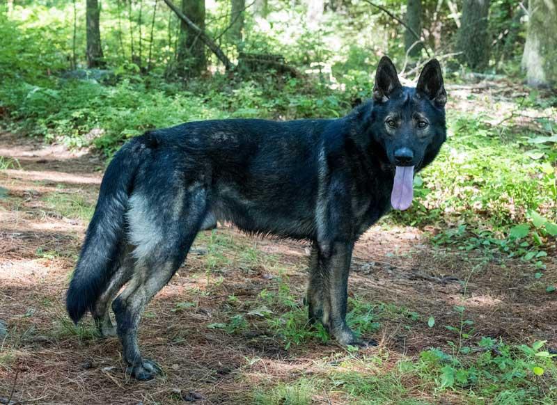 Buddy, a Adoptable German Shepherd Dog image 4/6