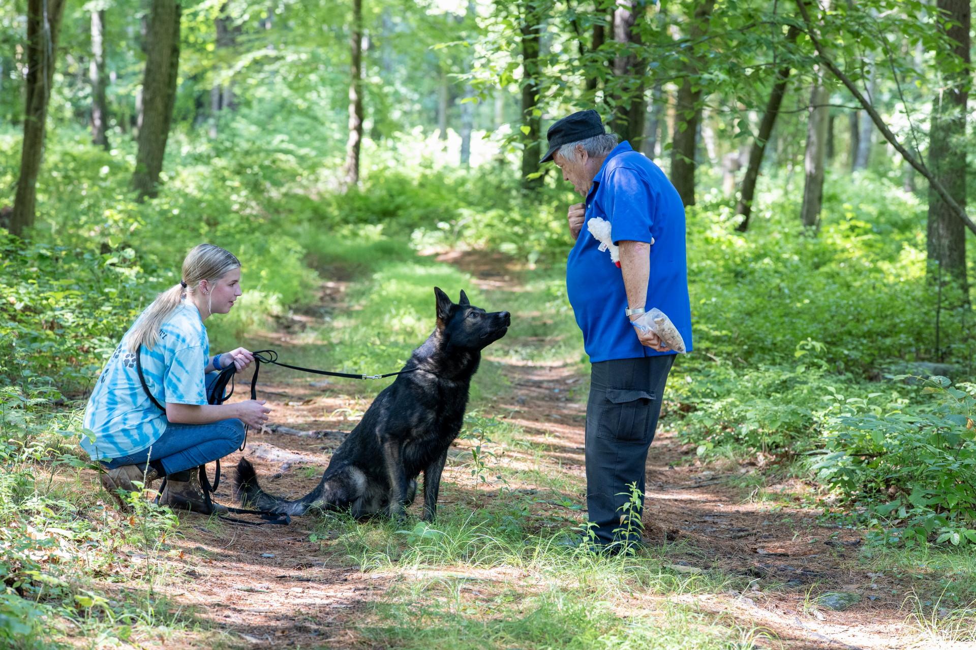 Buddy, a Adoptable German Shepherd Dog image 5/6