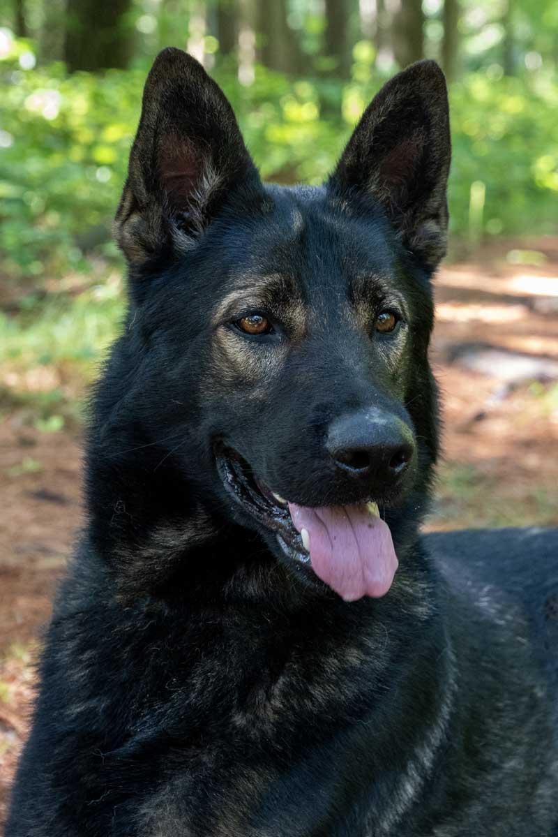 Buddy, a Adoptable German Shepherd Dog image 6/6