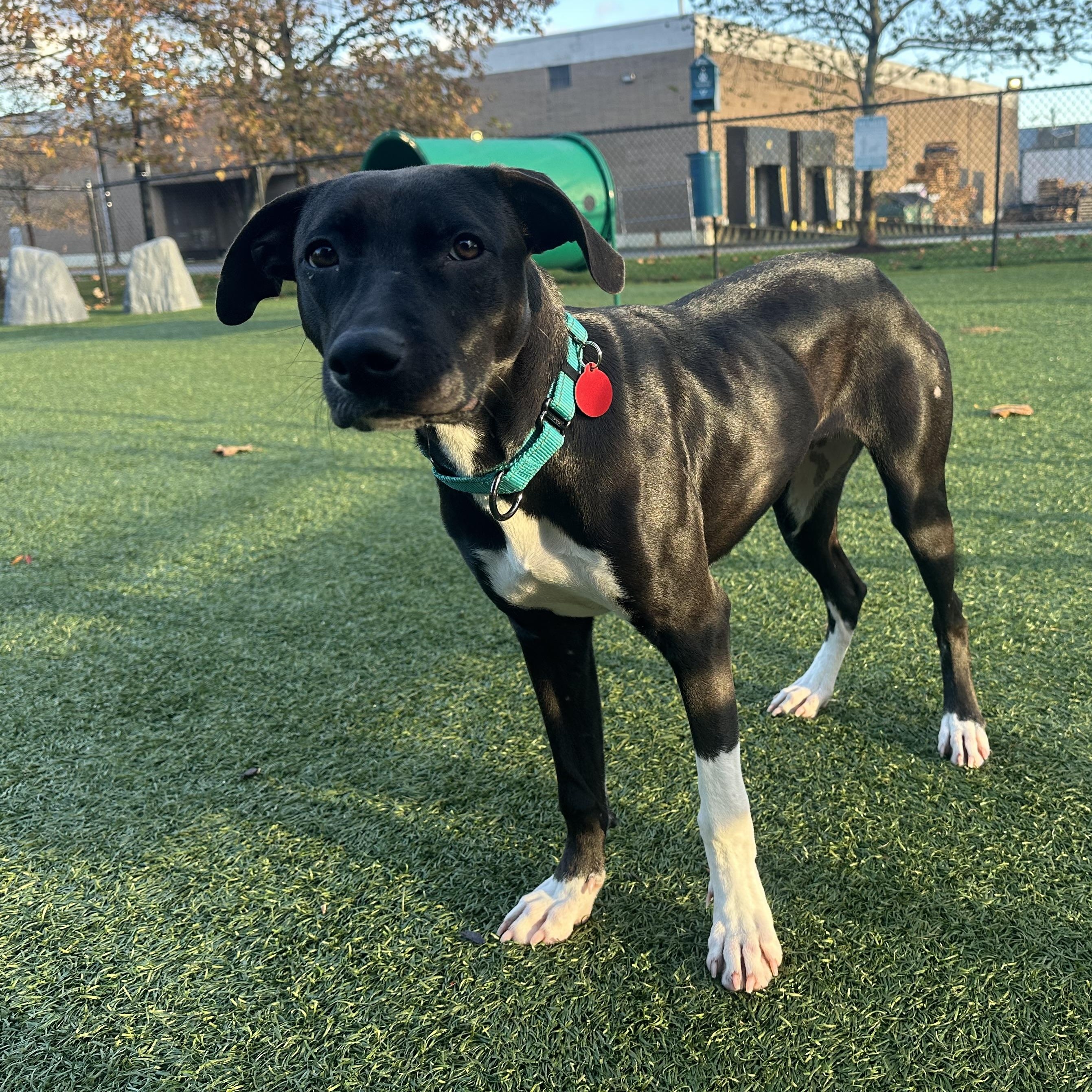 Scotch, a Adoptable mixed breed in South Plainfield, NJ image 1/6