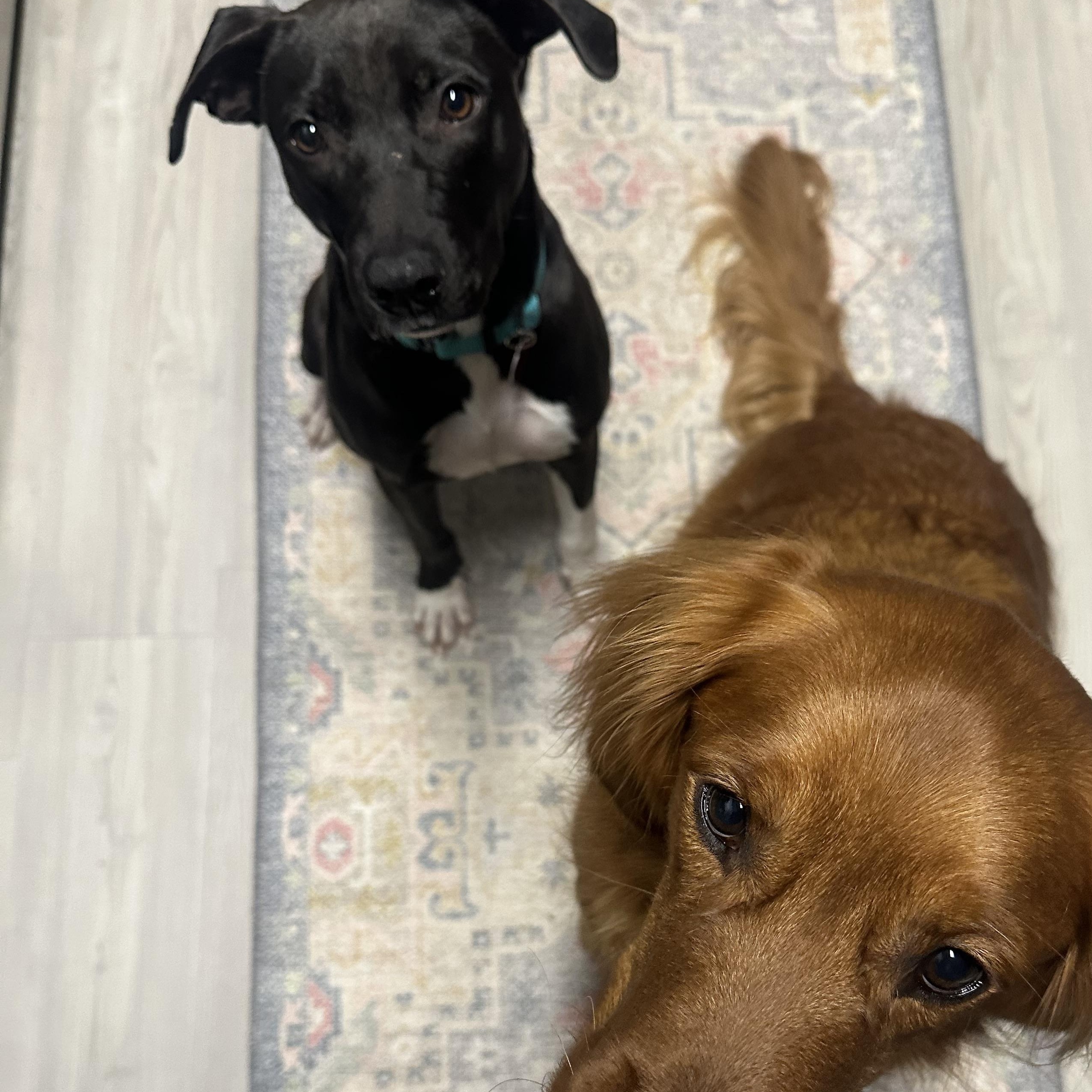 Scotch, a Adoptable mixed breed in South Plainfield, NJ image 6/6