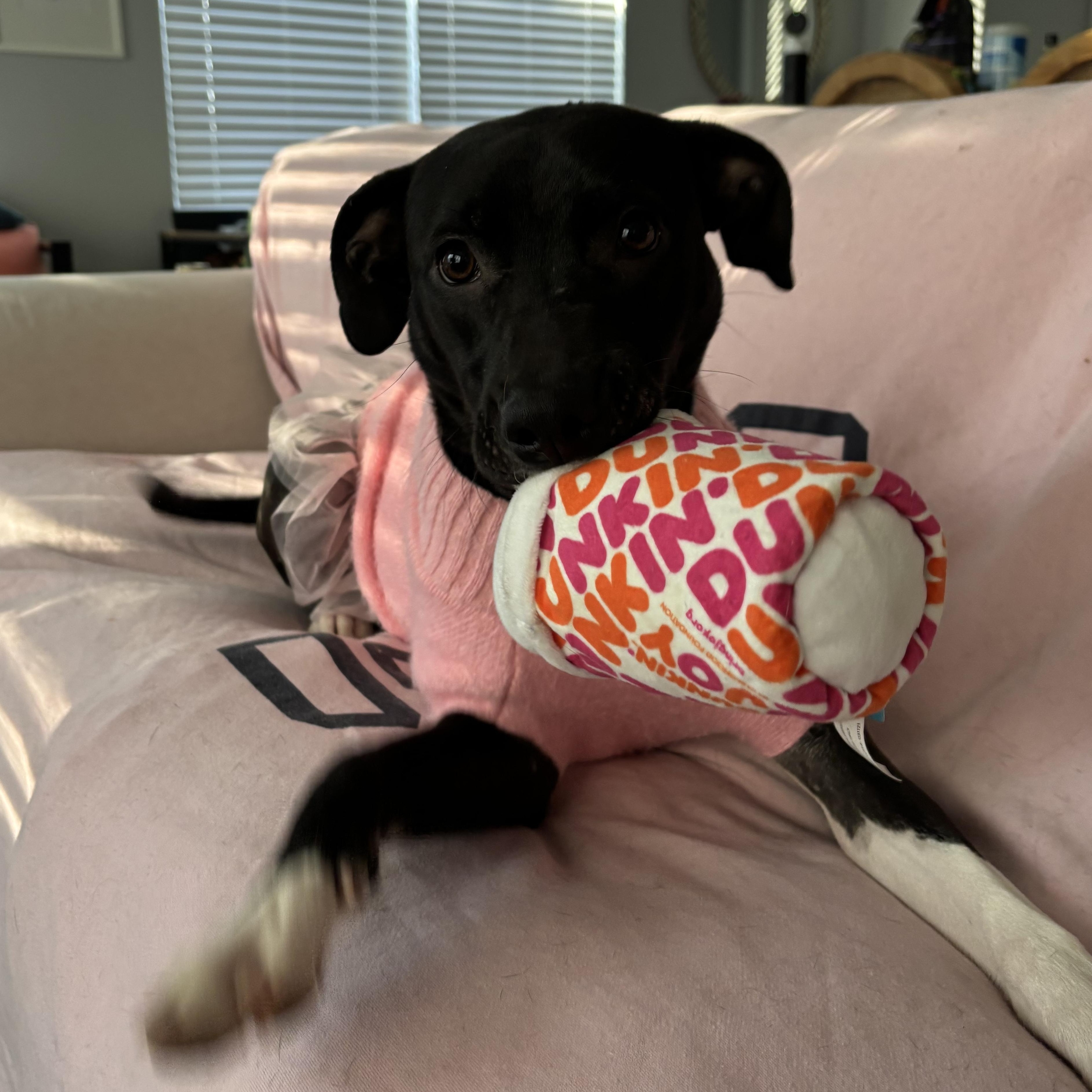 Scotch, a Adoptable mixed breed in South Plainfield, NJ image 2/6