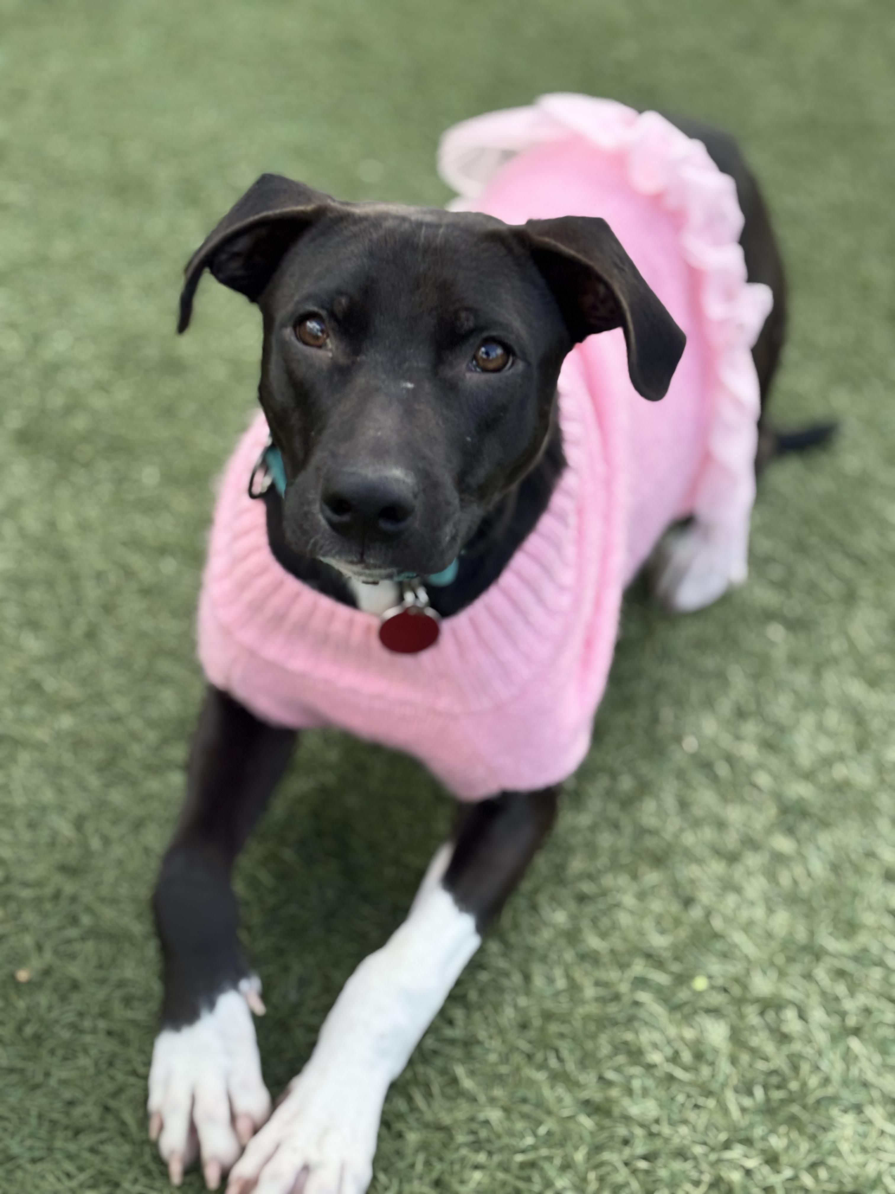 Scotch, a Adoptable mixed breed in South Plainfield, NJ image 3/6