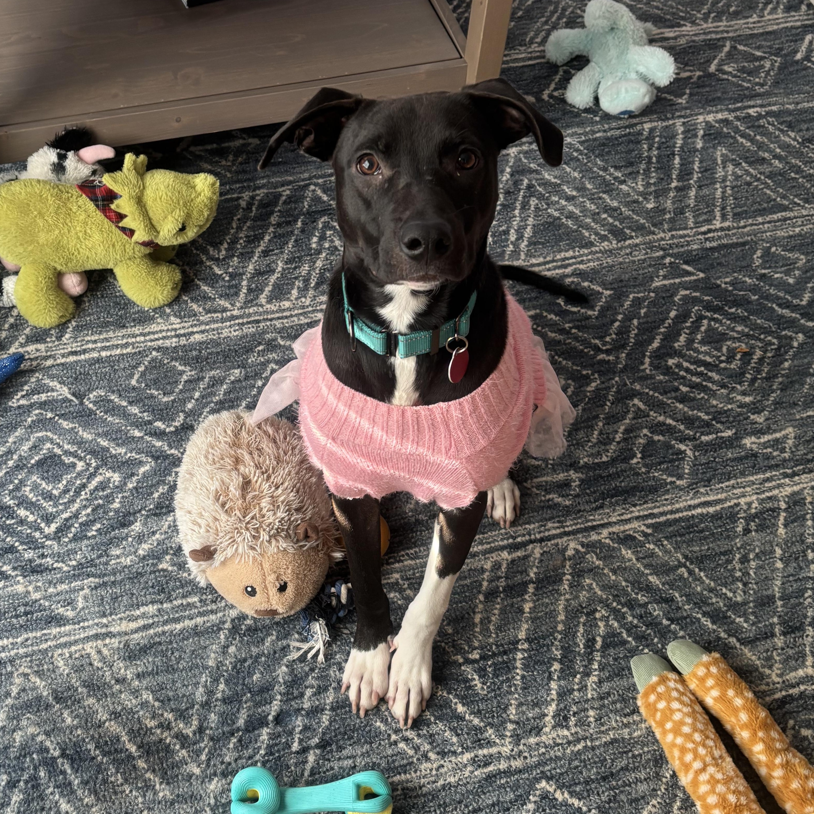 Scotch, a Adoptable mixed breed in South Plainfield, NJ image 4/6