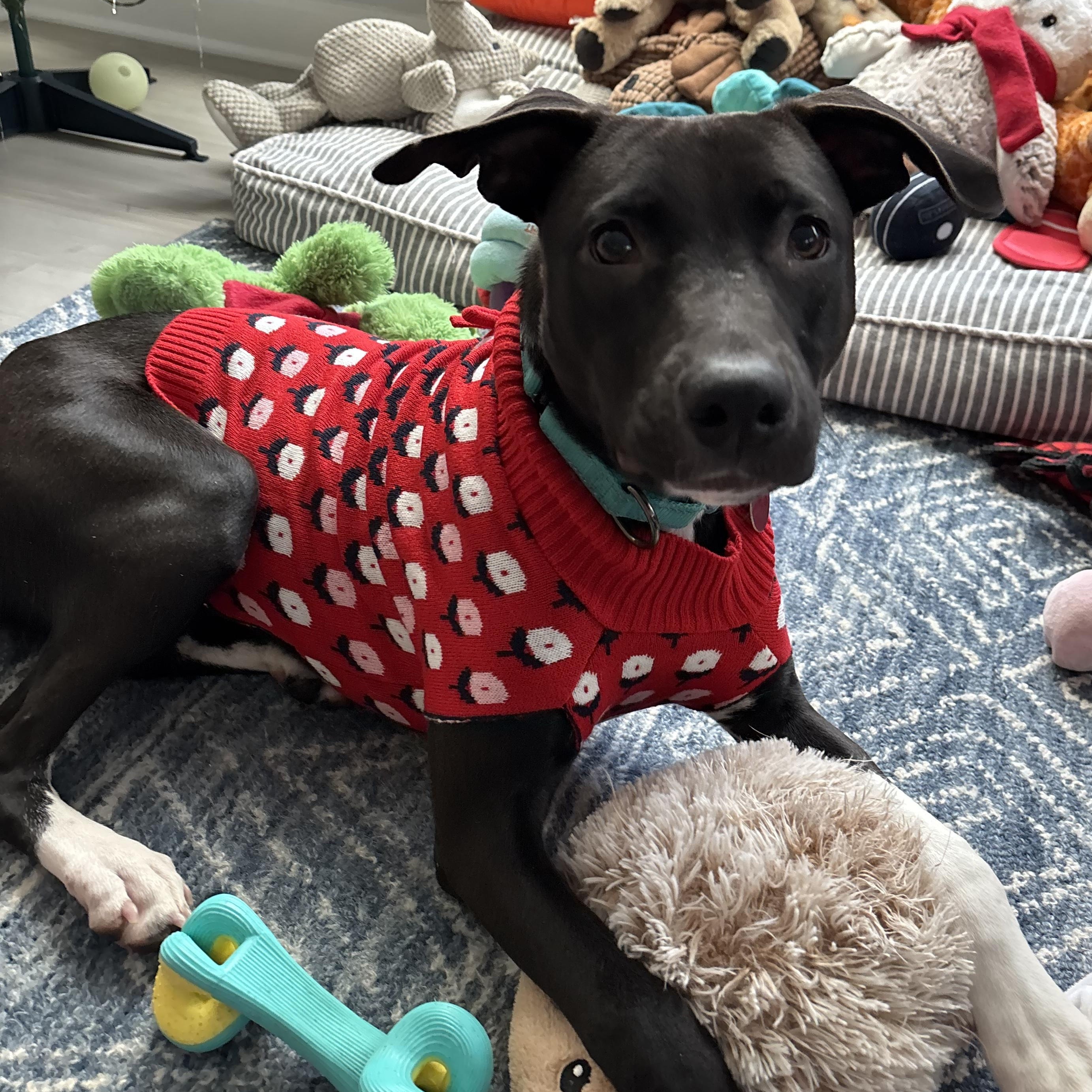 Scotch, a Adoptable mixed breed in South Plainfield, NJ image 5/6