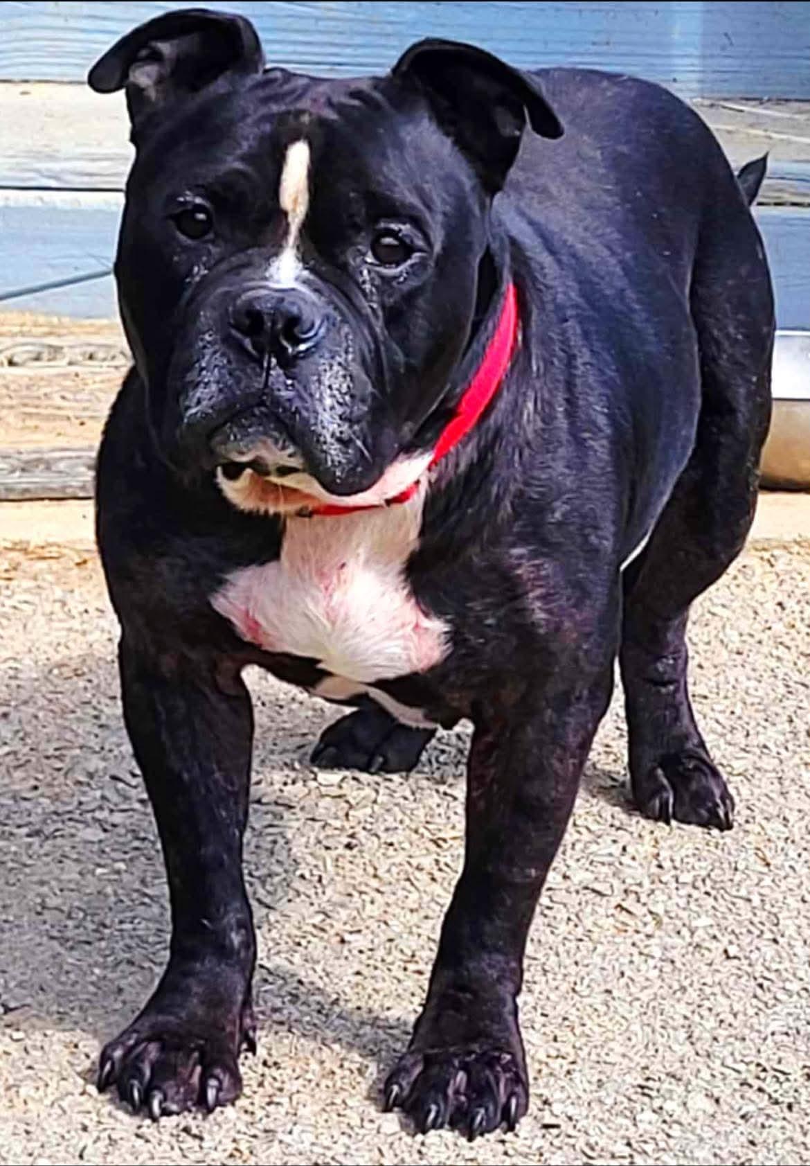 Gotti, a Adoptable Mixed Breed in Calhoun, GA image 1/3