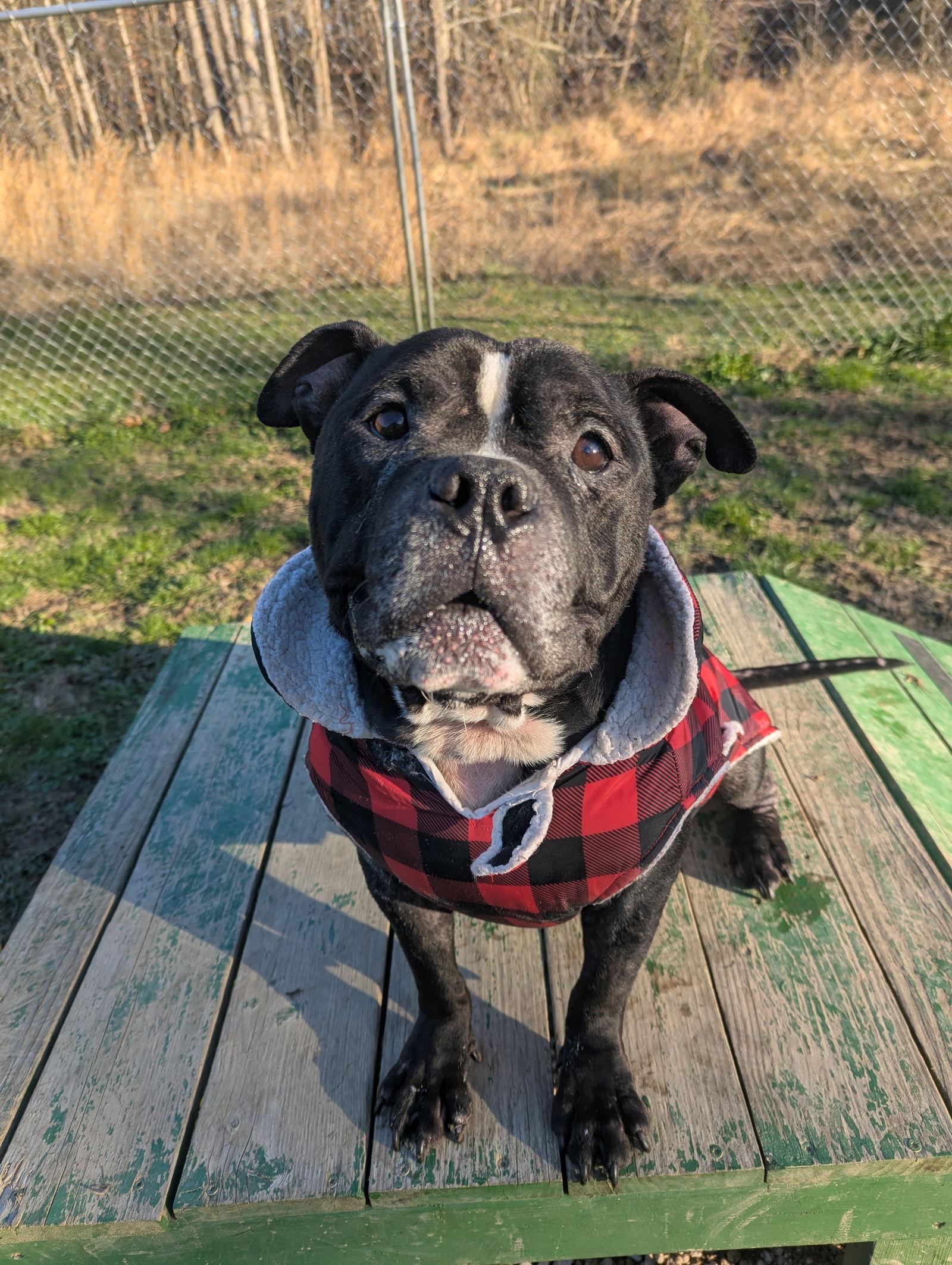 Enlarge Gotti, a Adoptable American Bulldog in Calhoun, GA image 2/3