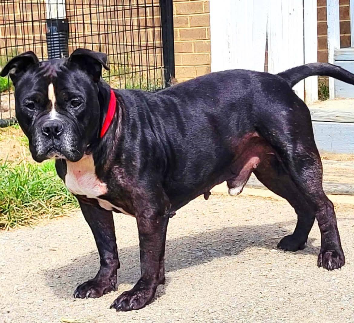 Gotti, Adoptable, Senior Male Mixed Breed.