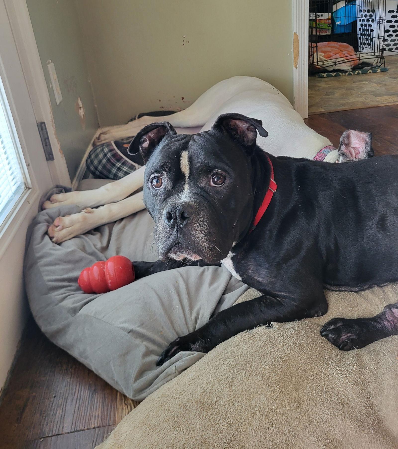 Gotti, Adoptable, Senior Male Mixed Breed.