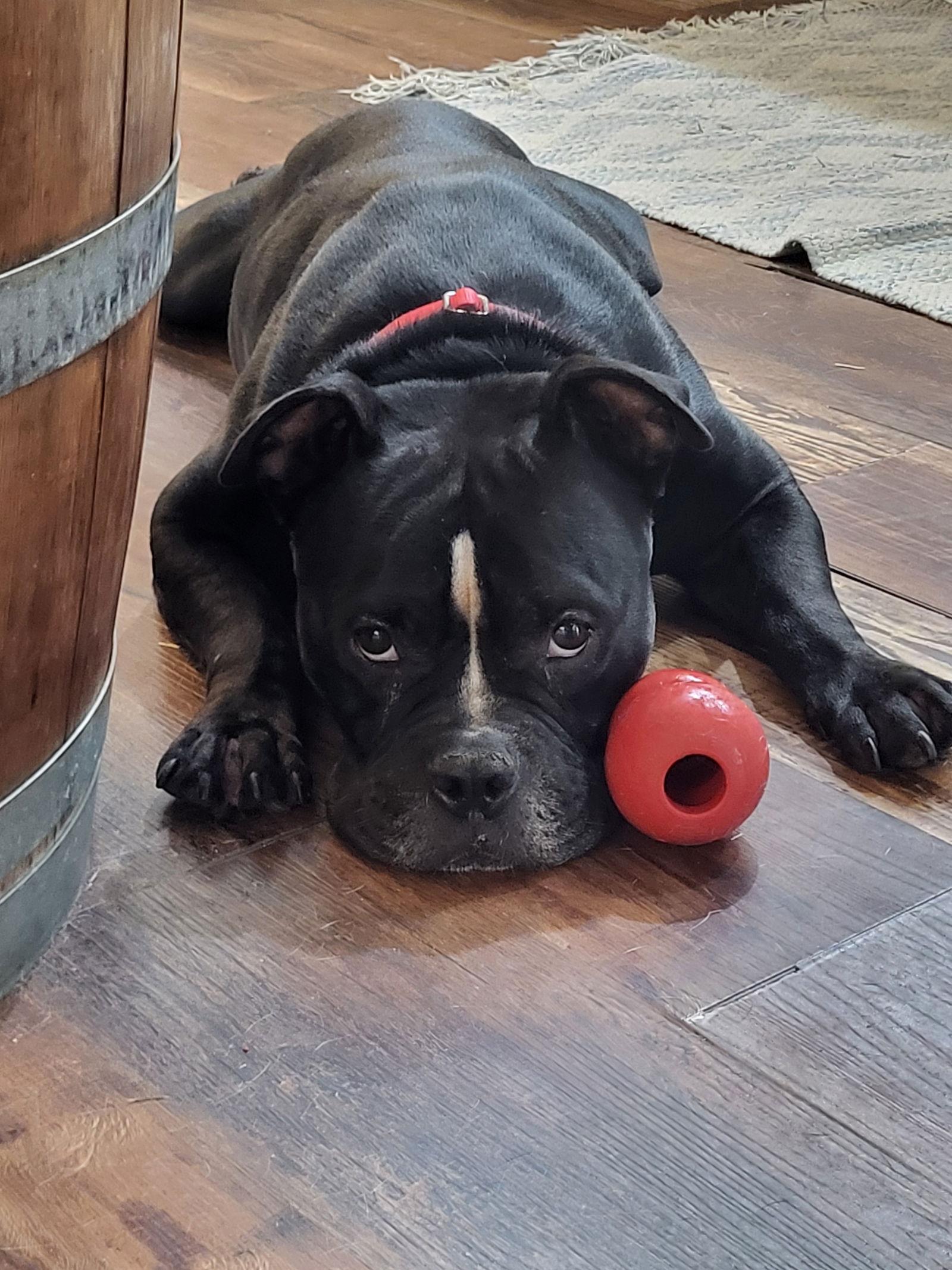 Gotti, a Adoptable Mixed Breed in Calhoun, GA image 3/3