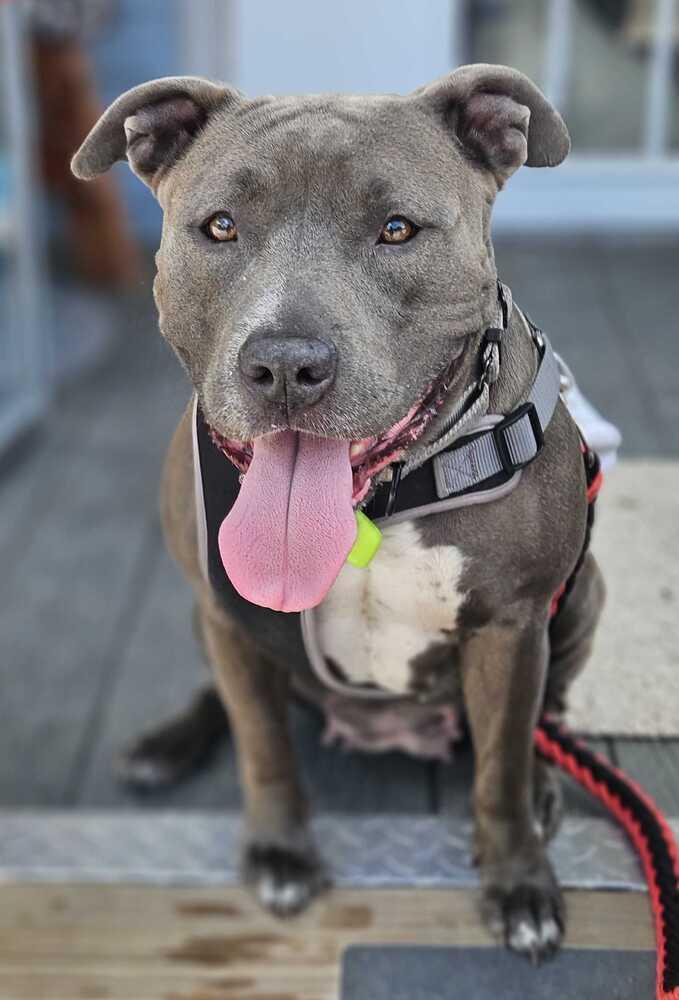 Twirl, Adoptable, Adult Female American Bully.