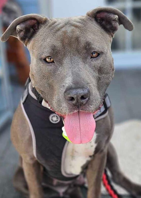 Enlarge Twirl, a Adoptable mixed breed in Lakeland, FL image 2/5