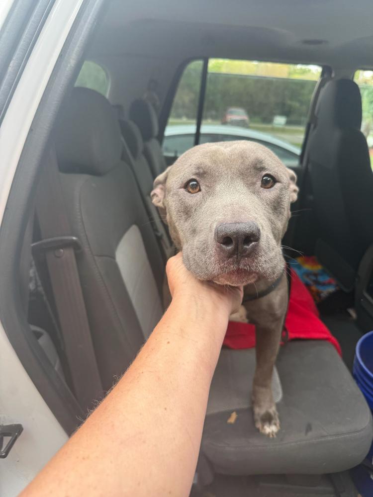 Enlarge Twirl, a Adoptable mixed breed in Lakeland, FL image 4/5