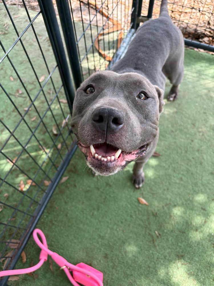Enlarge Twirl, a Adoptable mixed breed in Lakeland, FL image 5/5