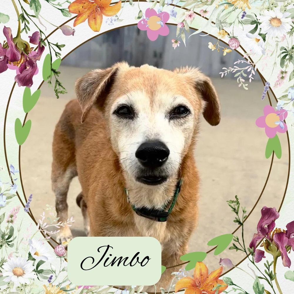 Jimbo, Adoptable, Adult Male Dachshund.