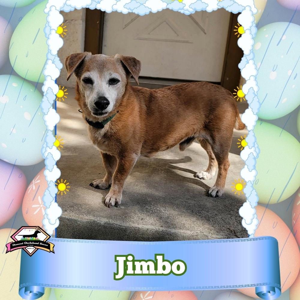 Enlarge Jimbo, a Adoptable Dachshund in San Antonio, TX image 1/3