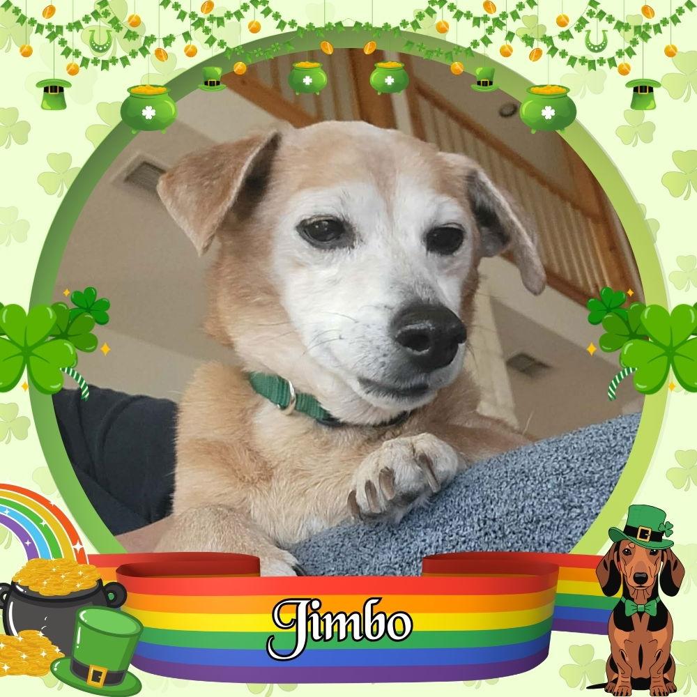 Jimbo, Adoptable, Adult Male Dachshund.