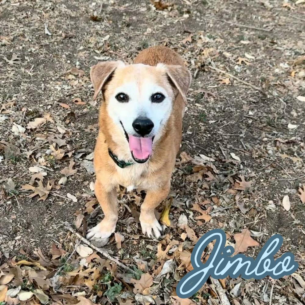 Enlarge Jimbo, a Adoptable Dachshund in San Antonio, TX image 2/3