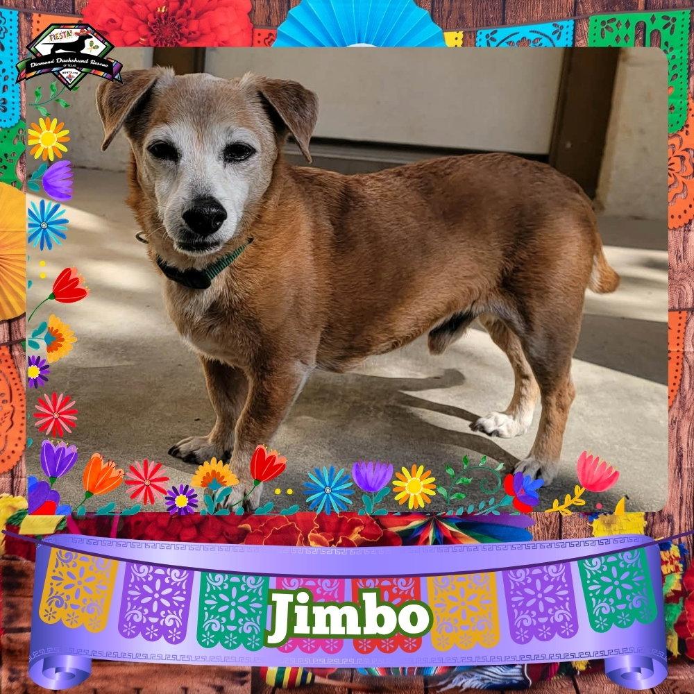 Enlarge Jimbo, a Adoptable Dachshund in San Antonio, TX image 2/3