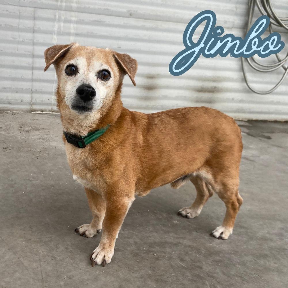 Enlarge Jimbo, a Adoptable Dachshund in San Antonio, TX image 1/3