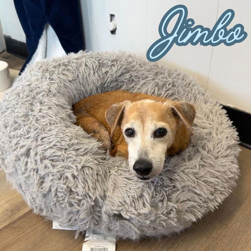 Enlarge Jimbo, a Adoptable Dachshund in San Antonio, TX image 2/3