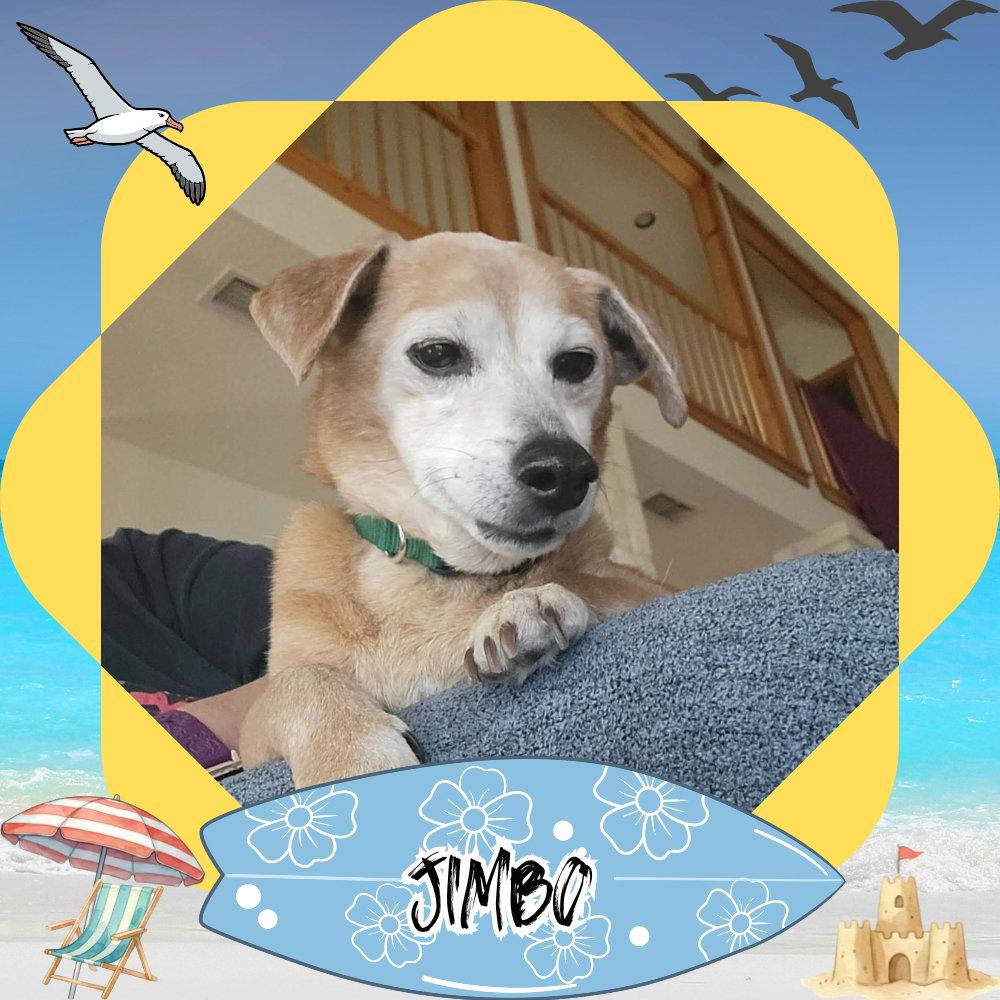 Jimbo, a Adoptable Dachshund in San Antonio, TX image 3/3