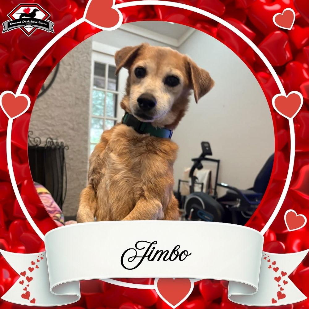 Enlarge Jimbo, a Adoptable Dachshund in San Antonio, TX image 3/3