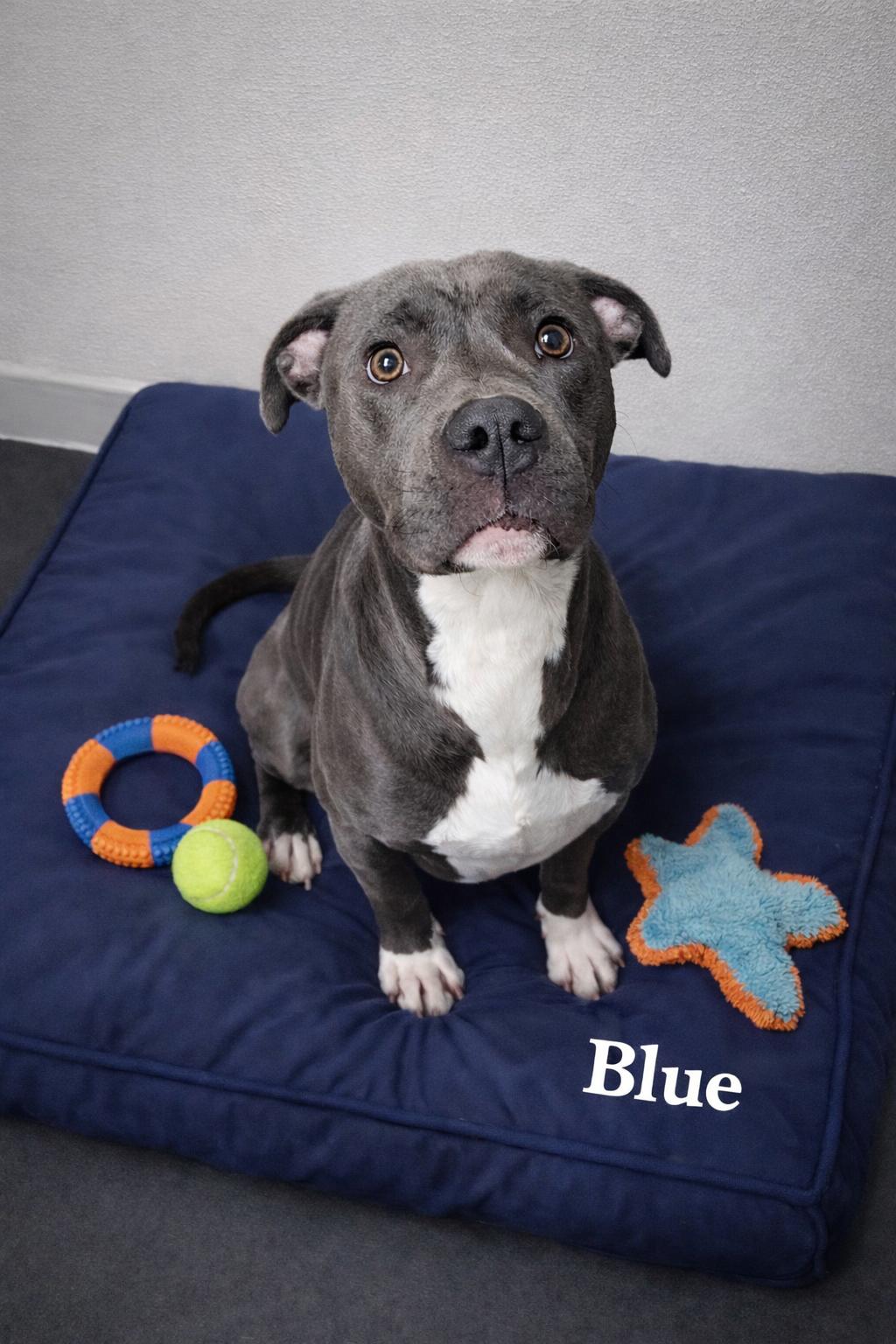 Blue, ADOPTABLE, Young Male Pit Bull Terrier.