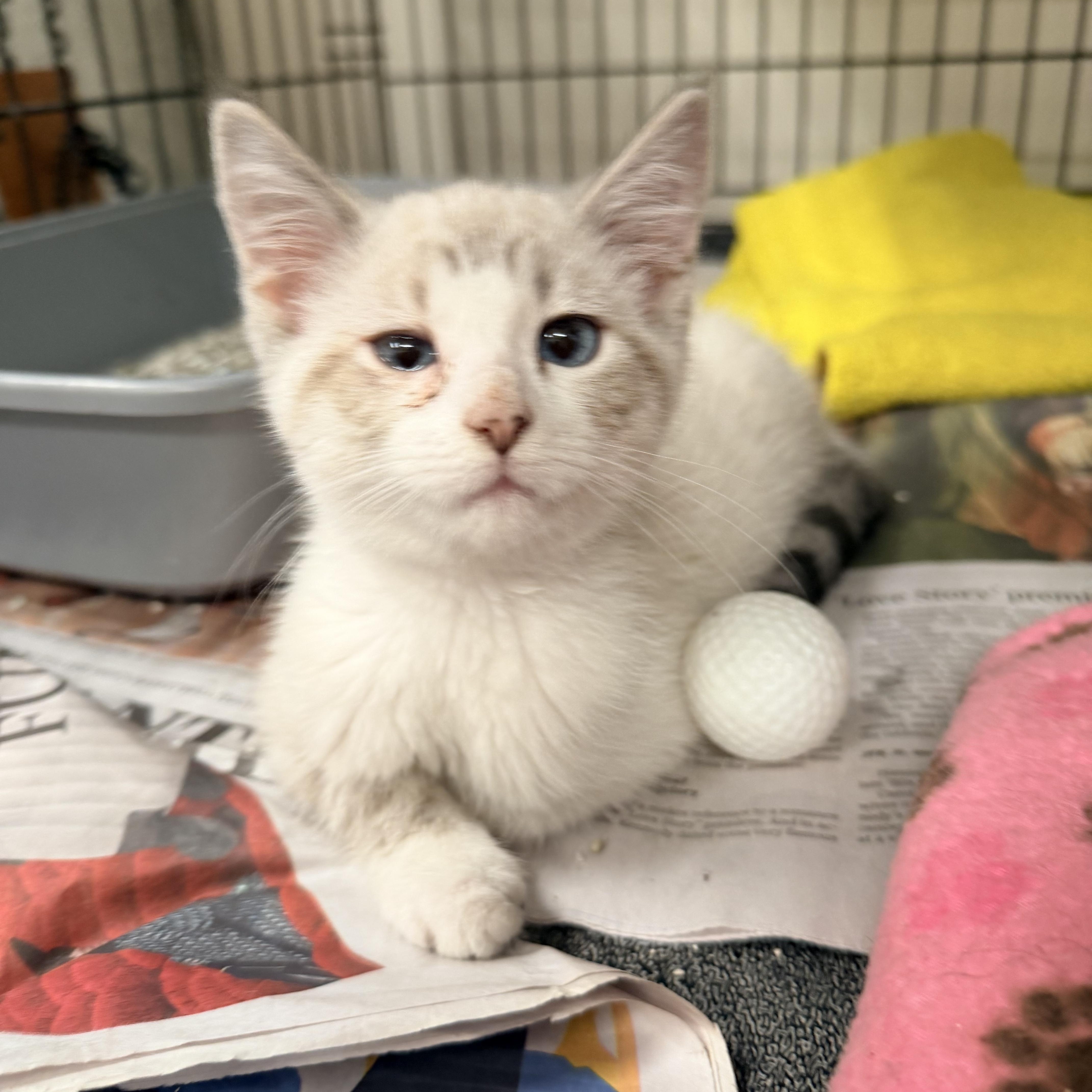 Rynn, adopted, Kitten Female Siamese.