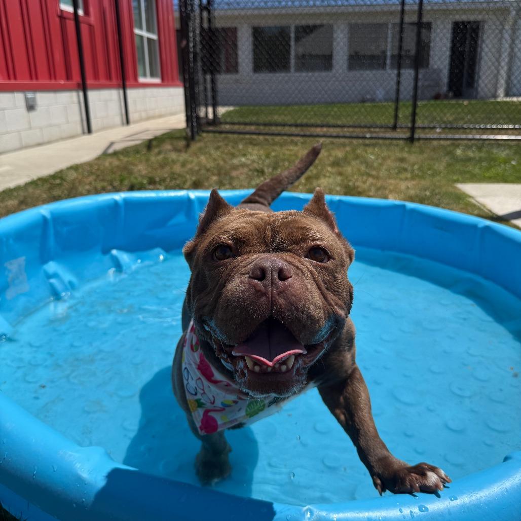 Enlarge Coco, a Adoptable English Bulldog in Branford, CT image 1/1