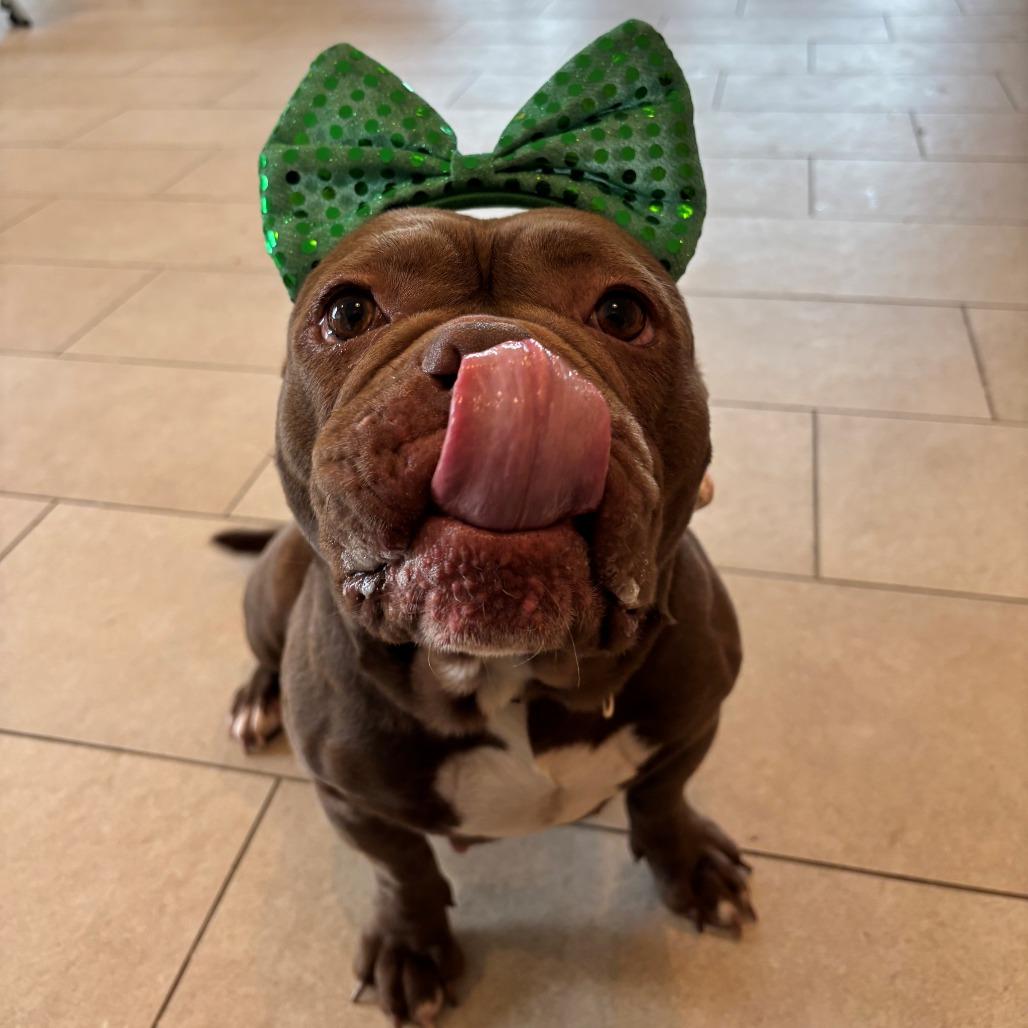Enlarge Coco, a Adoptable English Bulldog in Branford, CT image 1/1