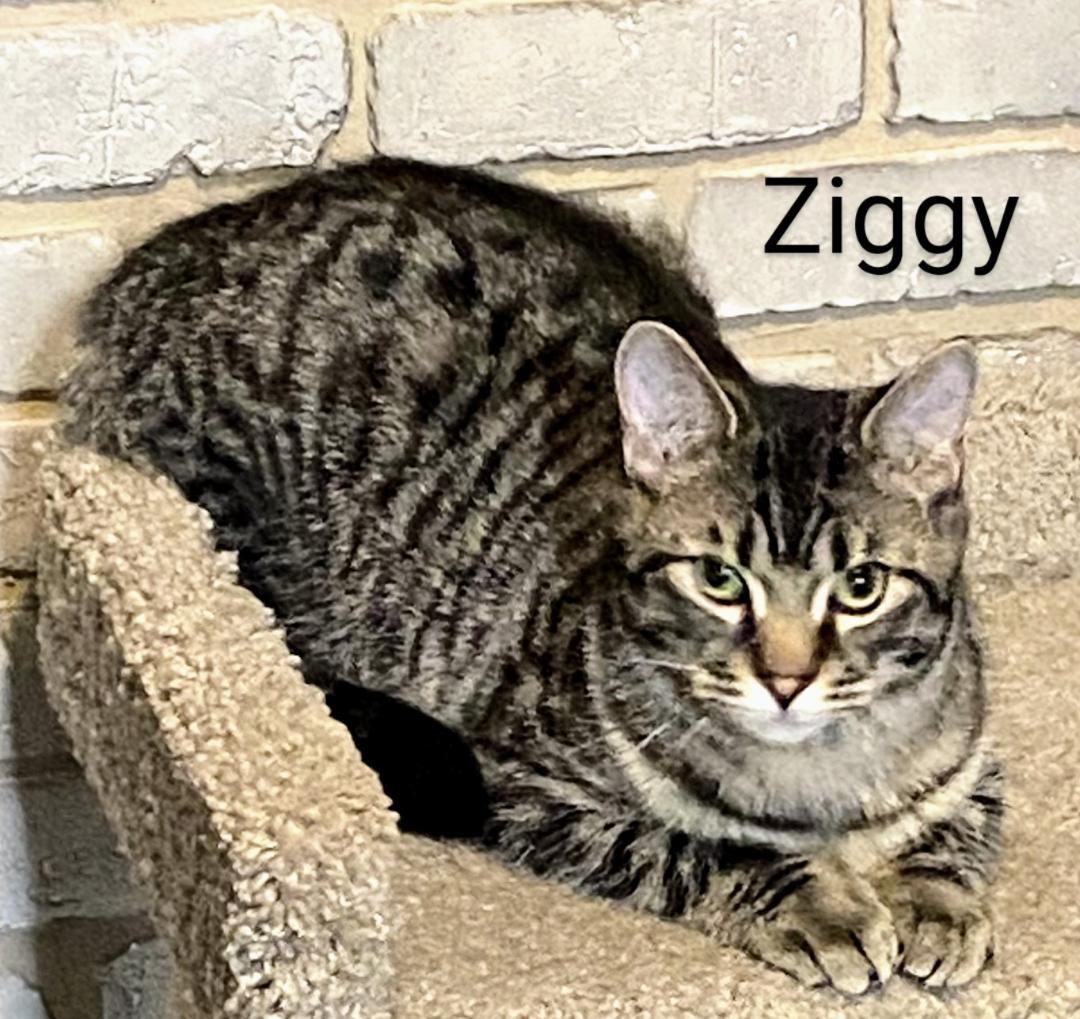 Ziggy