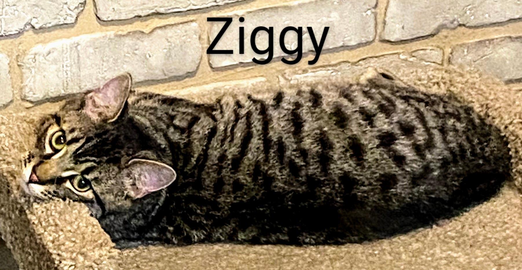Ziggy
