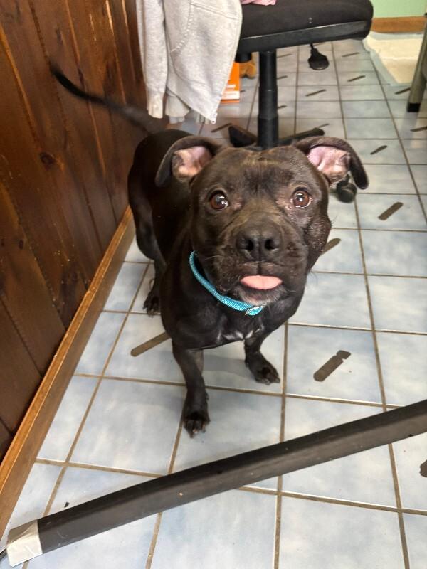 Abraxis, Adoptable, Young Male Pit Bull Terrier & American Staffordshire Terrier.