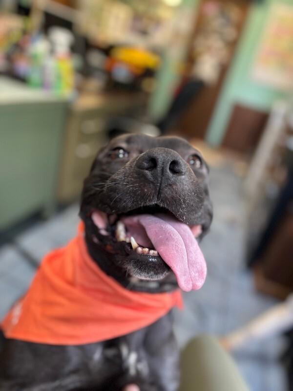 Abraxis, a Adoptable mixed breed in Cortland, NY image 2/6