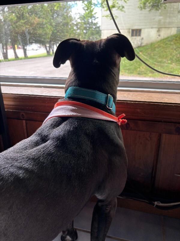 Abraxis, a Adoptable mixed breed in Cortland, NY image 3/6