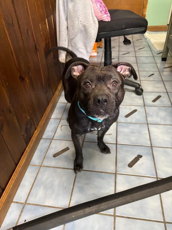 Abraxis, a Adoptable mixed breed in Cortland, NY image 4/6