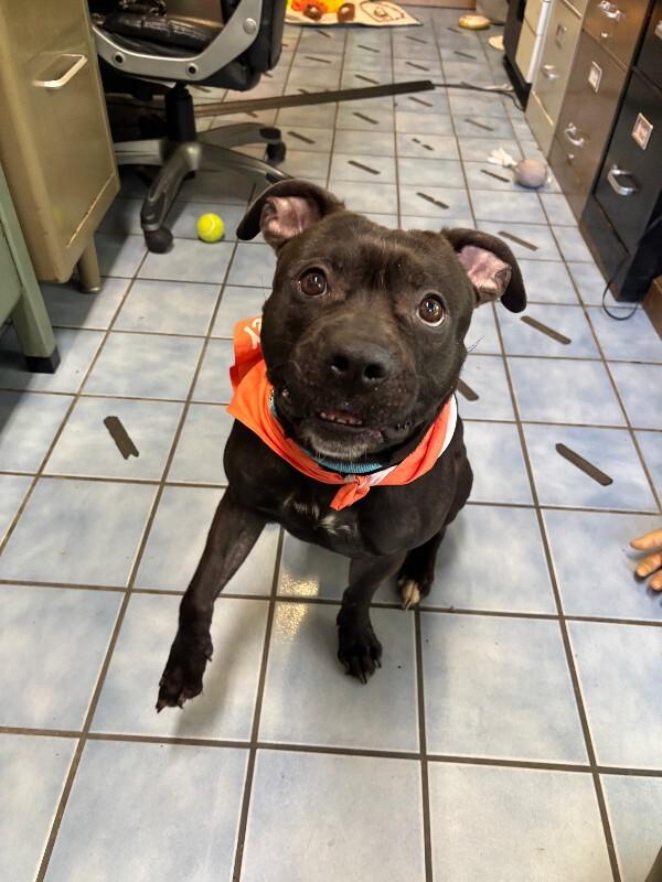 Abraxis, a Adoptable mixed breed in Cortland, NY image 5/6