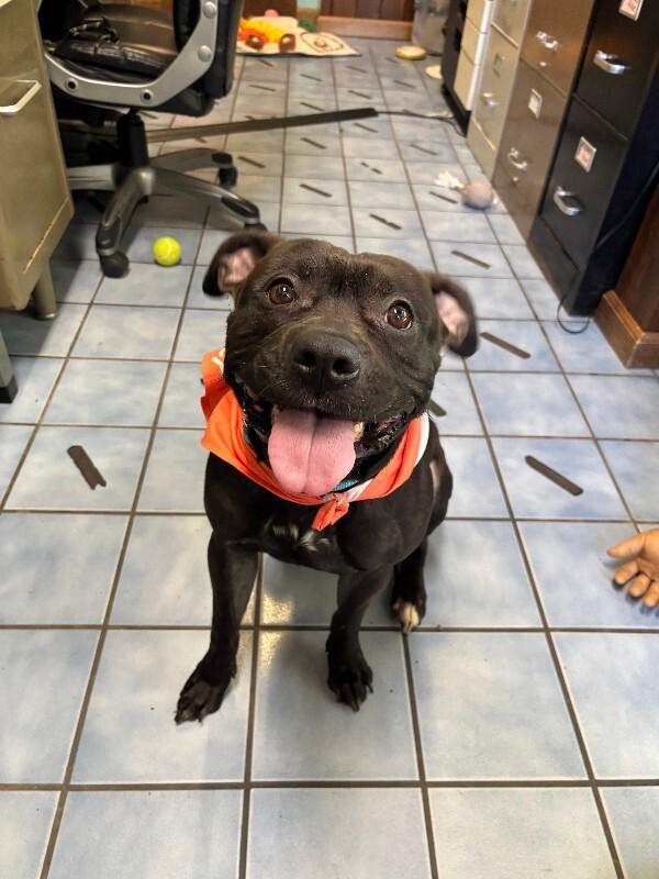 Abraxis, a Adoptable mixed breed in Cortland, NY image 6/6