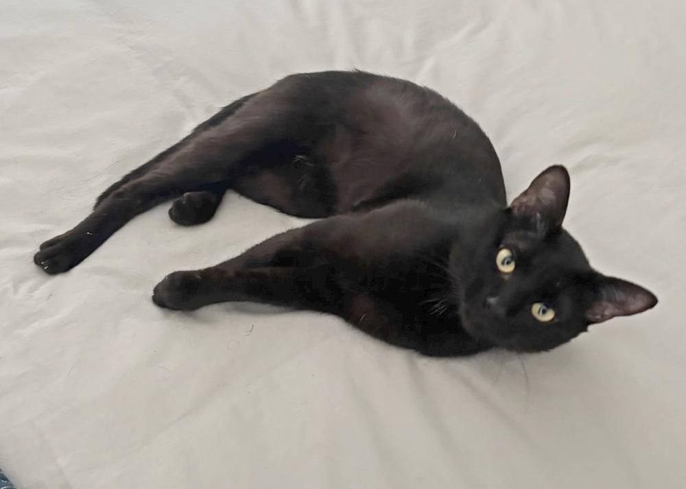 Enlarge Mojo, a Adoptable Domestic Short Hair in Silver Spring, MD image 2/5