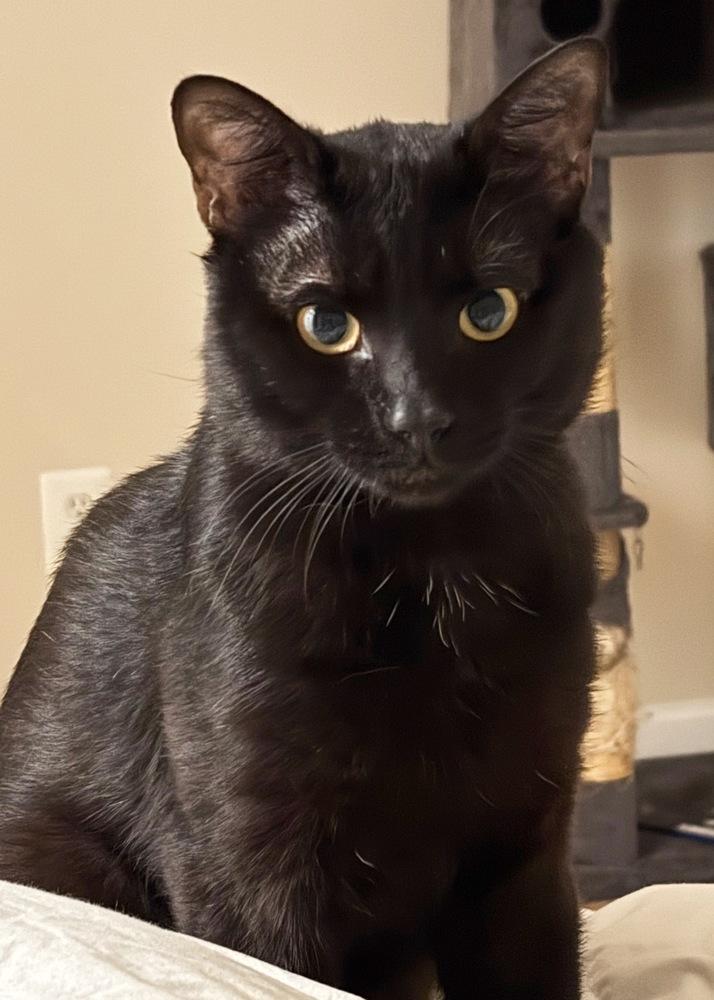 Mojo, Adoptable, Young Male Domestic Short Hair.
