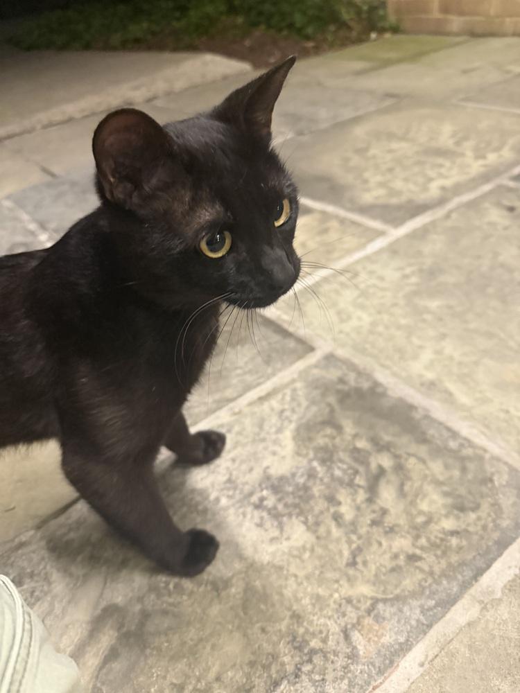 Enlarge Mojo, a Adoptable Domestic Short Hair in Silver Spring, MD image 3/5