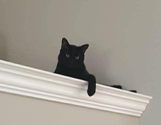 Enlarge Mojo, a Adoptable Domestic Short Hair in Silver Spring, MD image 4/5