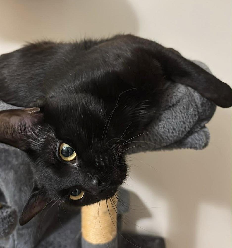Enlarge Mojo, a Adoptable Domestic Short Hair in Silver Spring, MD image 5/5