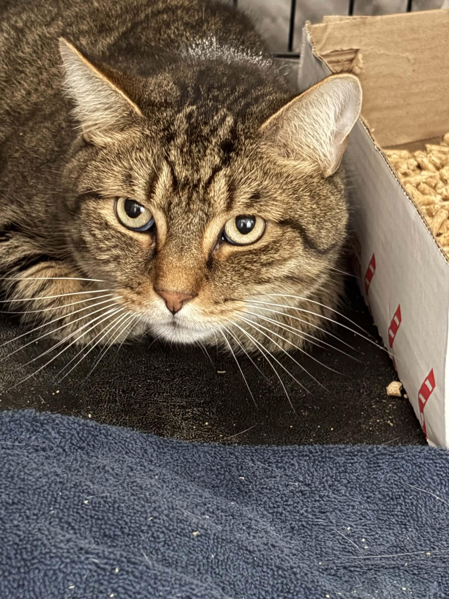 Finn, Adoptable, Adult Male Domestic Short Hair.