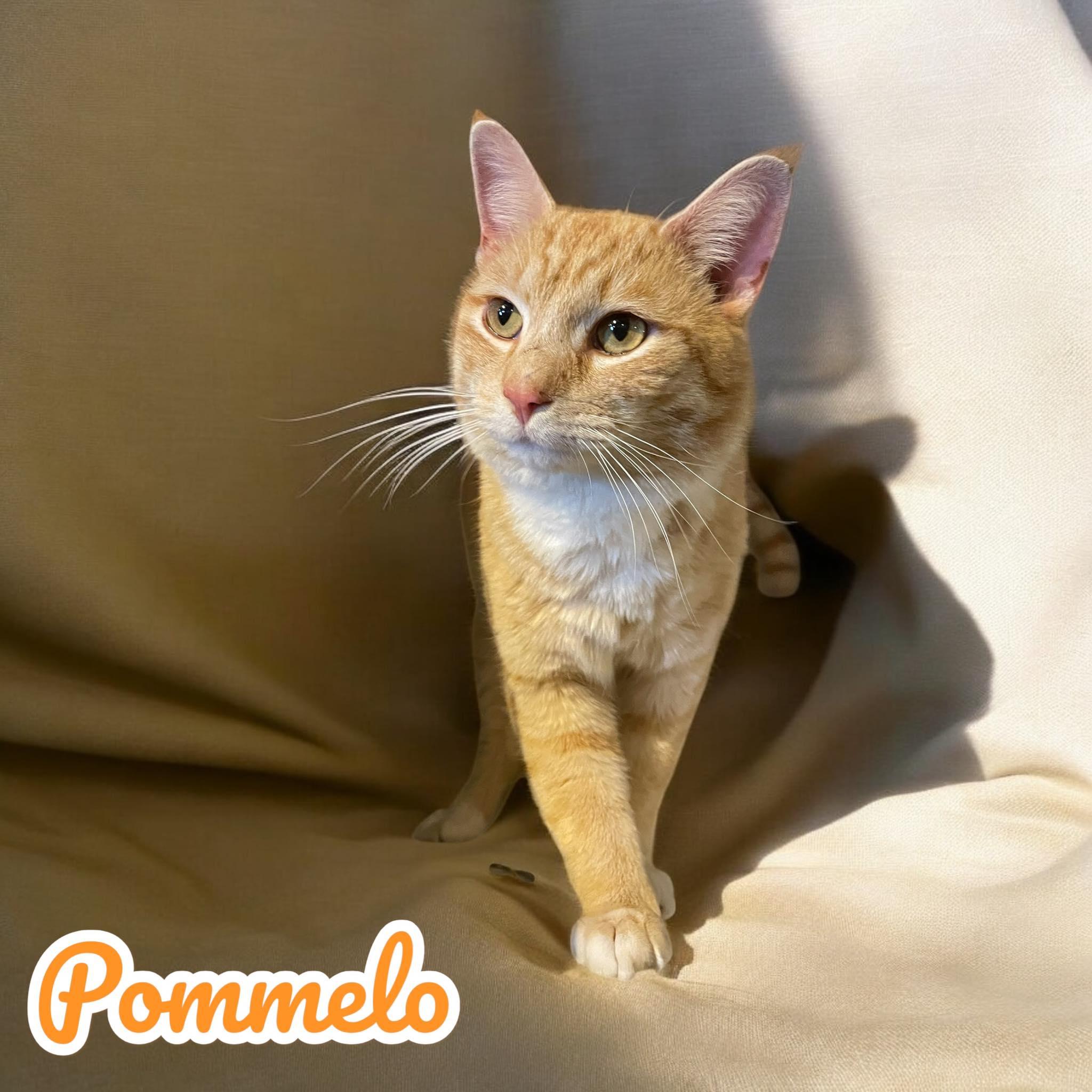Pommelo 1