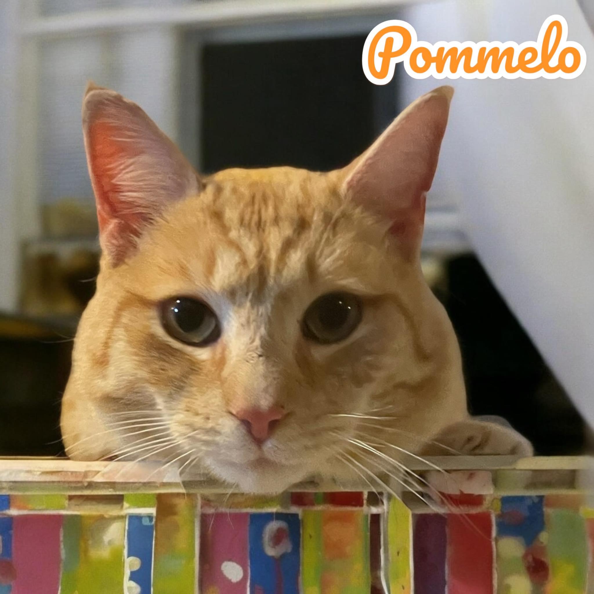 Pommelo 3